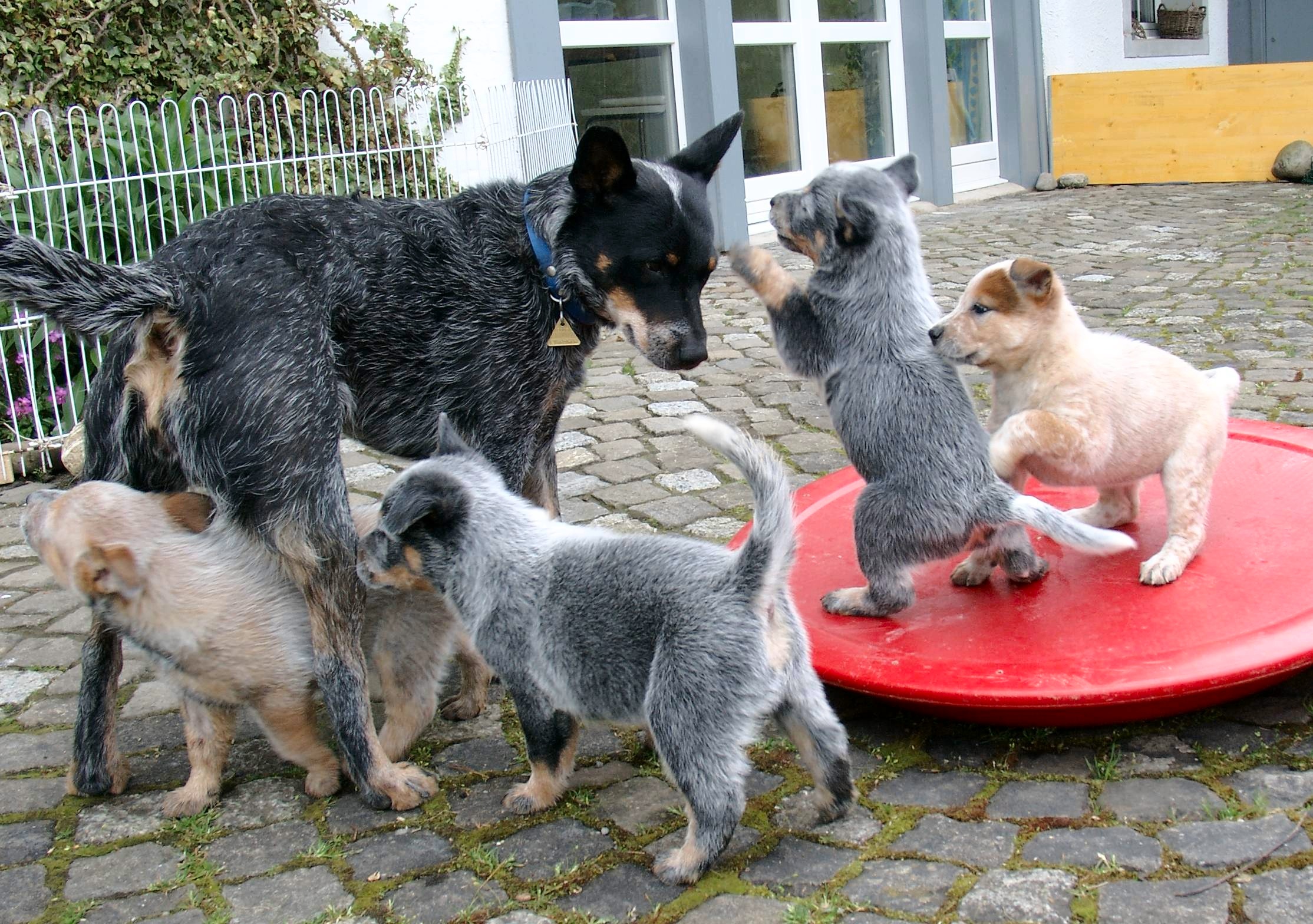 adult blue heeler plays with several puppies