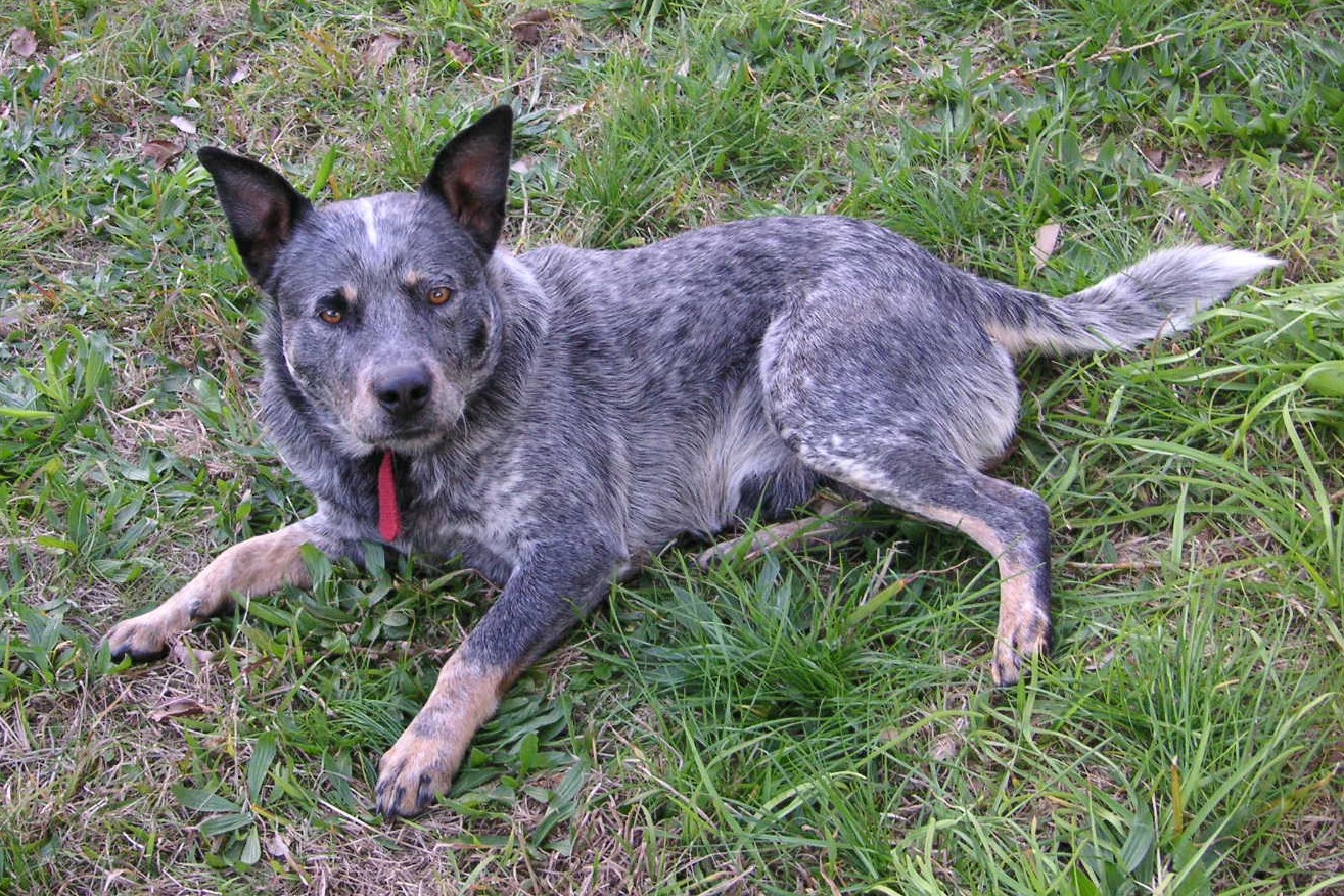 blue heeler lying in the grass