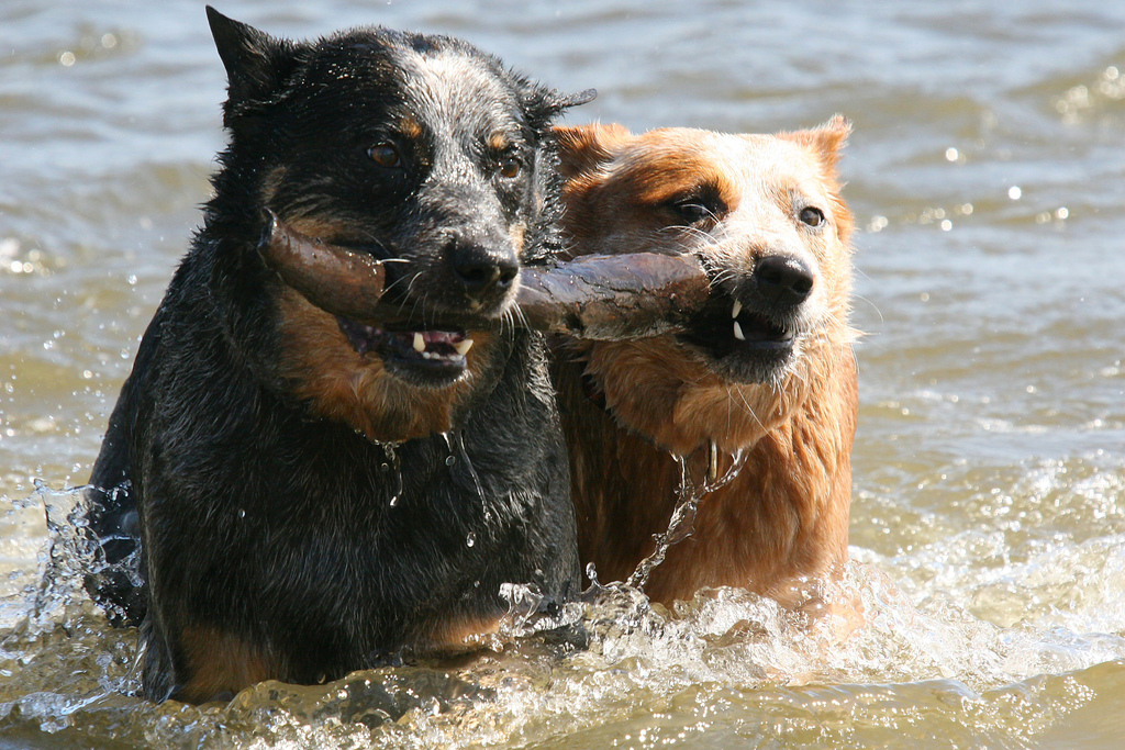 two black and red heelers carrying a stick through water